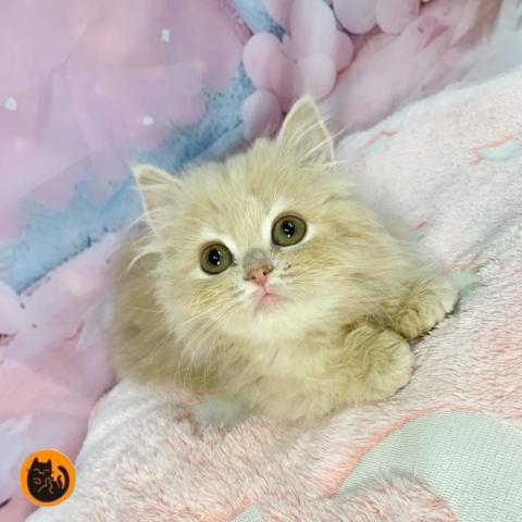 スコティッシュフォールド