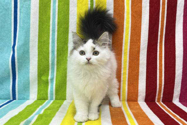 スコティッシュフォールド