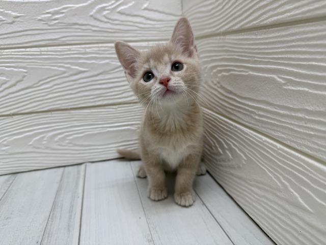 スコティッシュストレート