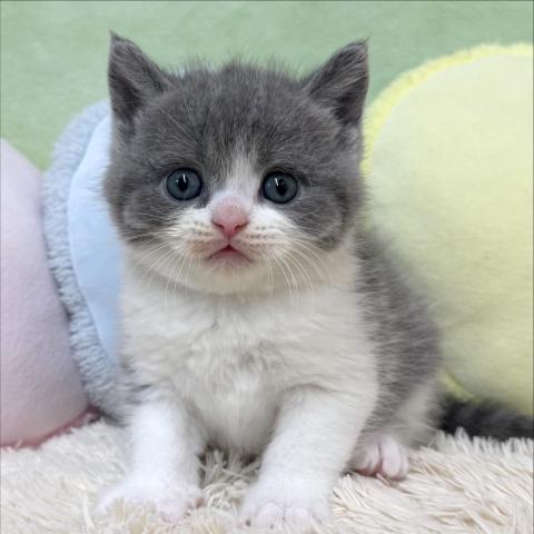 ブリティッシュショートヘア