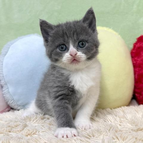 ブリティッシュショートヘア