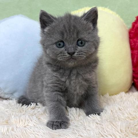 ブリティッシュショートヘア