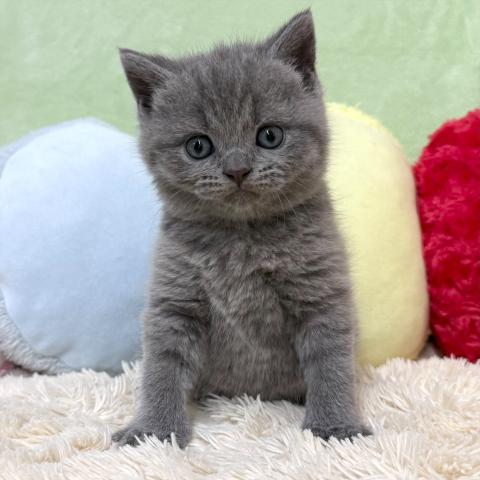 ブリティッシュショートヘア
