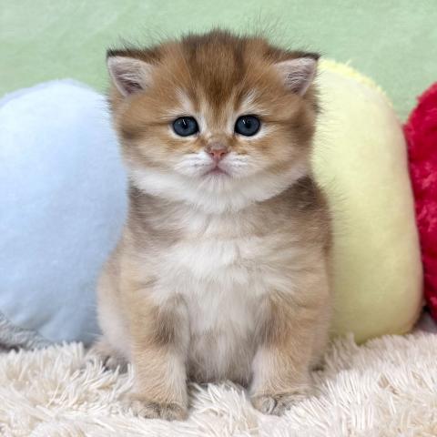 ブリティッシュショートヘア