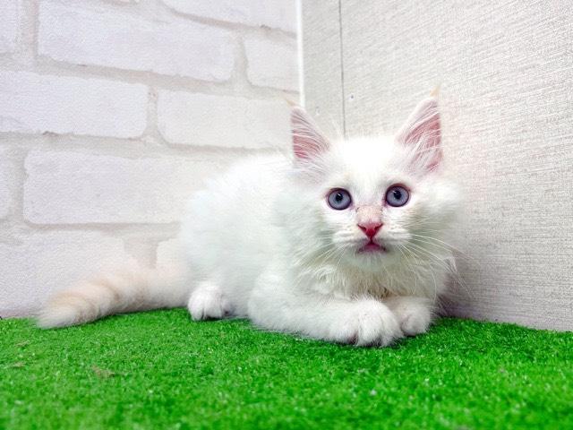 ネヴァマスカレード