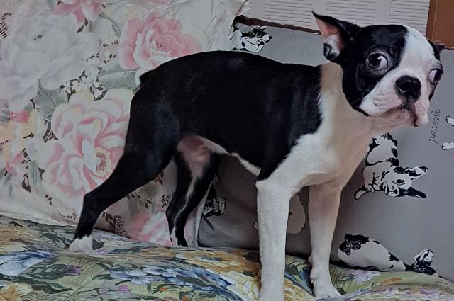 ボストンテリア