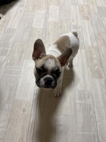 フレンチブルドッグ