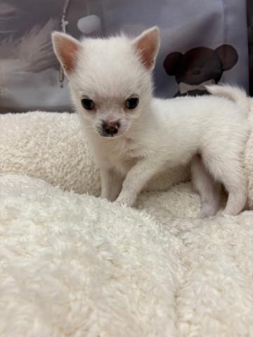 ポメラニアン×チワワ