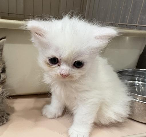 マンチカン長足