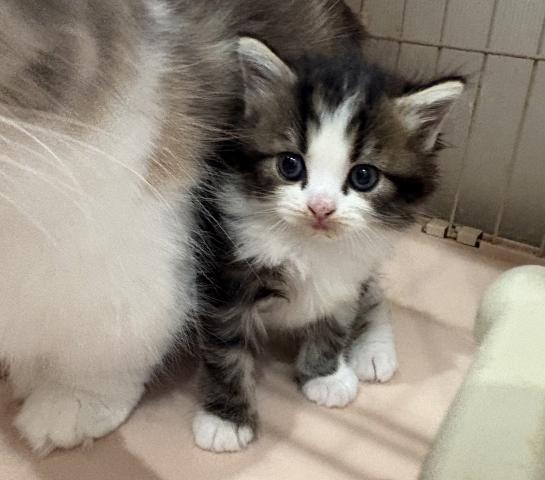 マンチカン長足