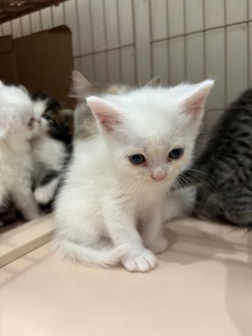 マンチカン長足