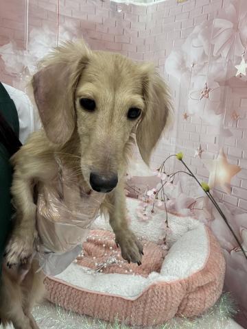 ミニチュアダックスフンド