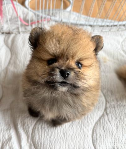 ポメラニアン