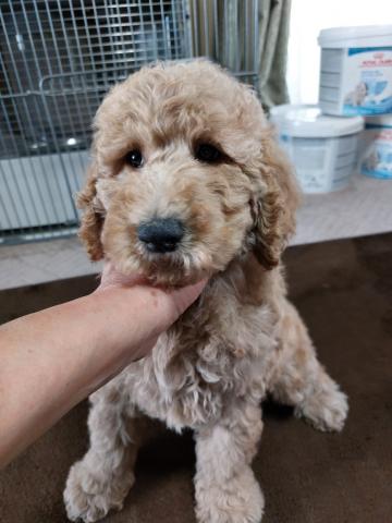 スタンダードプードル