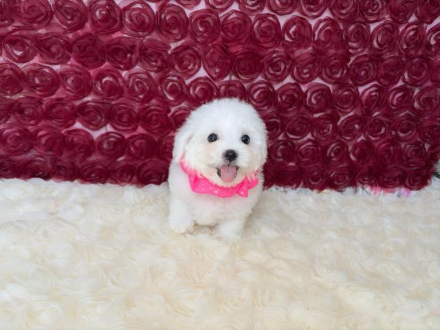 ビションフリーゼ