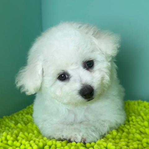 ビションフリーゼ