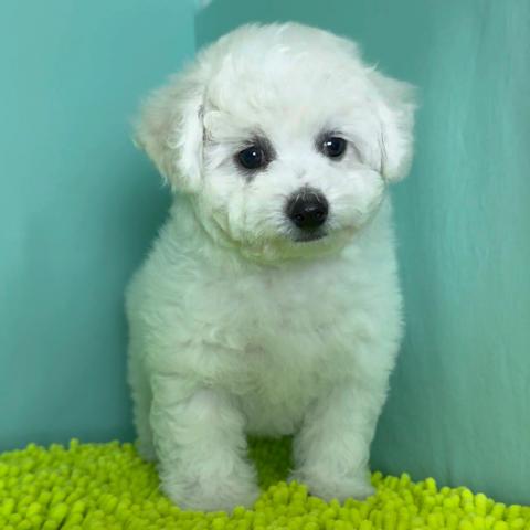 ビションフリーゼ