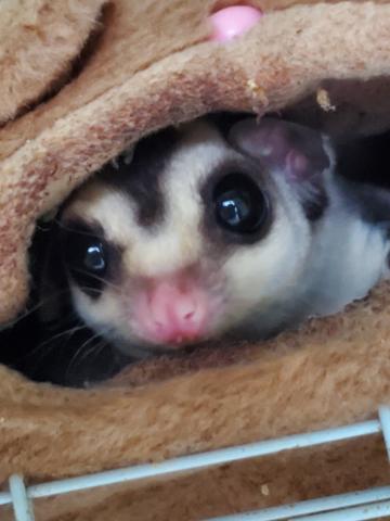 ノーマルヘテロクリミノ