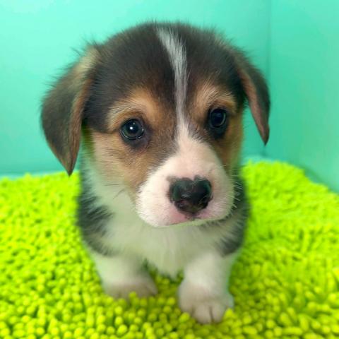 ウェルシュコーギーペンブローク