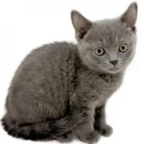 ブリティッシュショートヘア