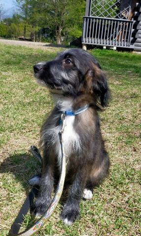 MIXボードゥードル：サンゴ