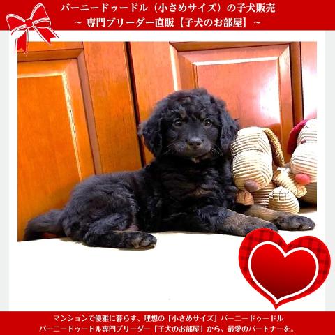 MIXバーニードゥードル（マンションでも安心！小さめサイズ）