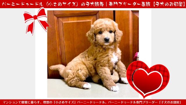 MIXバーニードゥードル（マンションでも安心！小さめサイズ）