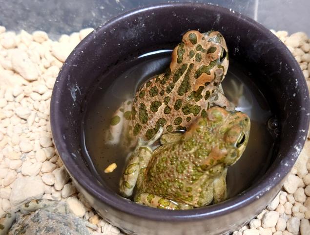 エジプトミドリヒキガエル