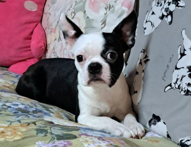 ボストンテリア