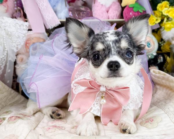 チワワ（ロングコート）