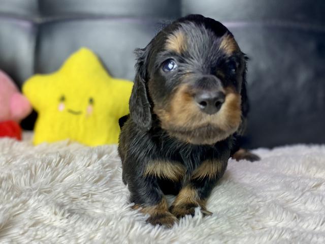 ミニチュアダックスフンド