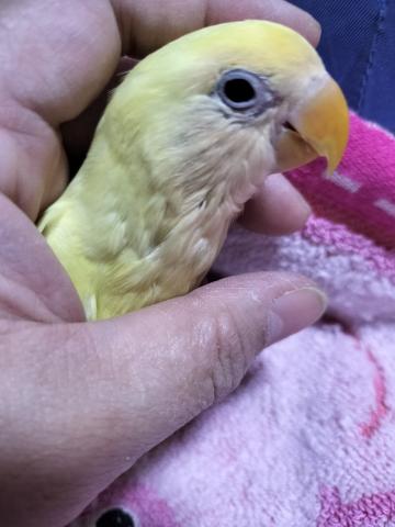 コザクラインコ