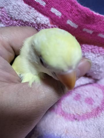 コザクラインコ