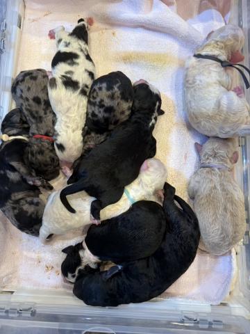 ミディアムプードル