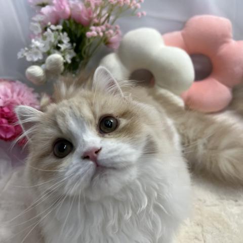 スコティッシュフォールド