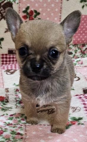 チワワ（スムースコート）