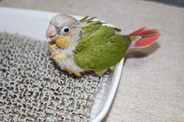 ウロコ挿し餌中