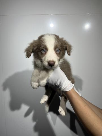 ボーダーコリー2375