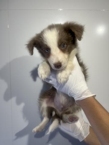 ボーダーコリー2052