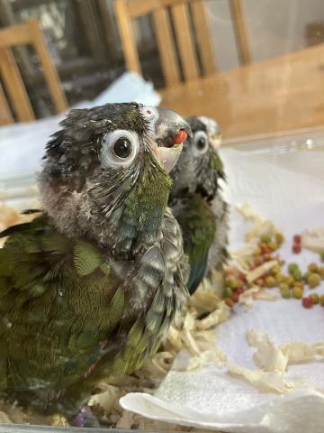 アカハラウロコインコ