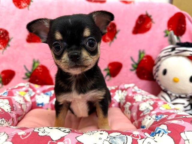 チワワ（ロングコート）