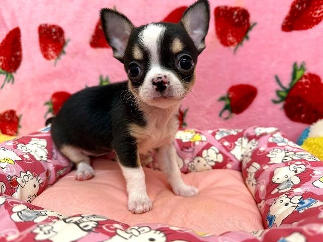 チワワ（ロングコート）