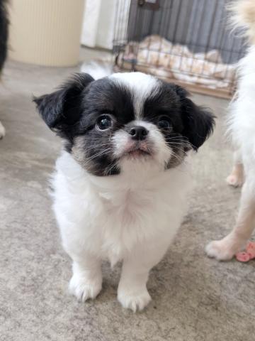 チワワ（ロングコート）