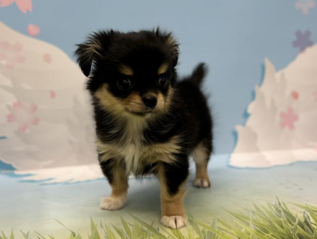 チワワ（ロングコート）