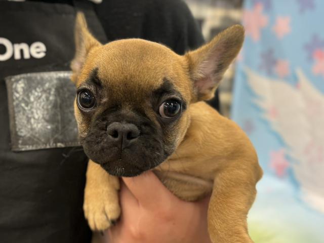 フレンチブルドッグ