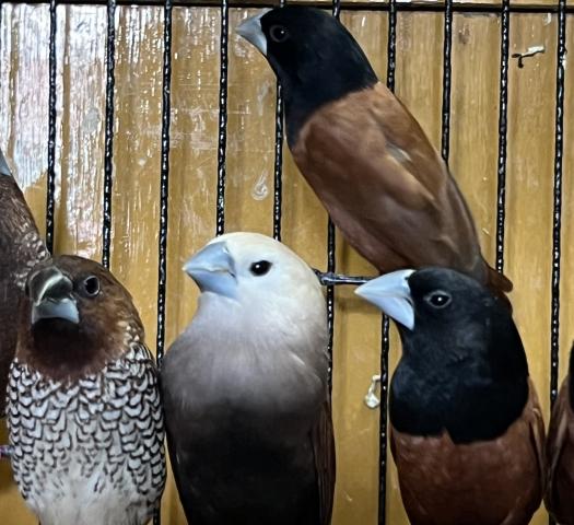 キンパラ,ヘキチョウ,シマキンパラ