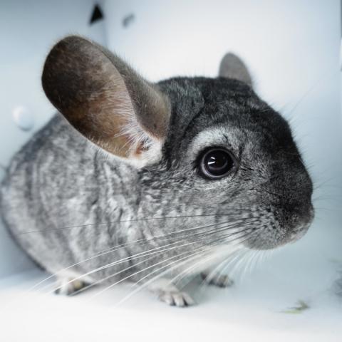 チンチラ（スタンダードグレー)