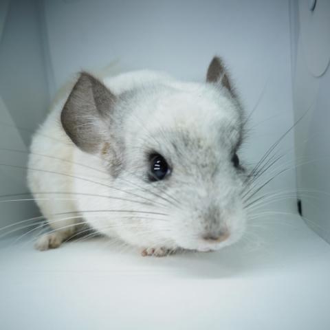 チンチラ（パイド)