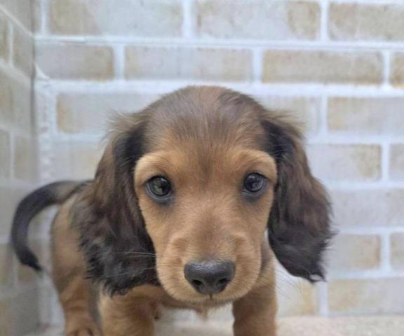 ミニチュアダックスフンド