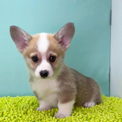 ウェルシュコーギーペンブローク